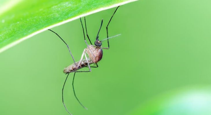 Google Ingin Lepaskan 32 Juta Nyamuk ke Alam Liar, Ini Alasan di Baliknya