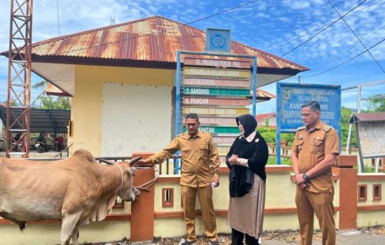 Pemko Banda Aceh Salurkan Hewan Kurban ke Gampong Minim Kurban, Asoe Nanggroe Jadi Penerima Simbolis